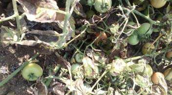 Infection of late blight in tomato crop