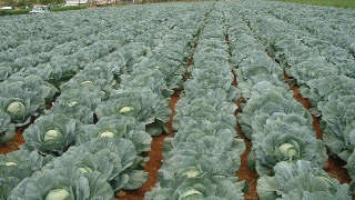 Proper management of cabbage crop.