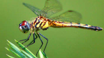 Know more about this insect “Dragonfly”