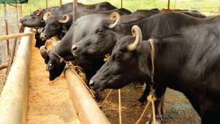 Bypass Protein is an Important Animal Diet!