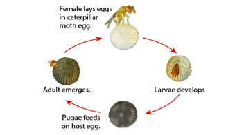 ट्राइकोग्रामा अंडे परजीवी ततैया का जीवन चक्र
