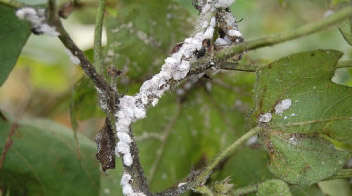 Was there mealy bug infestation in your cotton last year? This time you must do this work