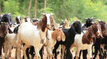 Disease spread in sheep goat