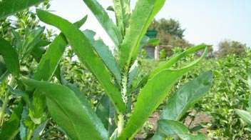 Control of aphids infesting safflower