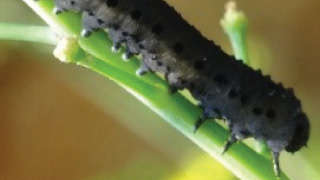 Integrated Management of Mustard Sawfly