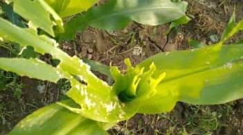 Infestation of fall armyworm in maize crop