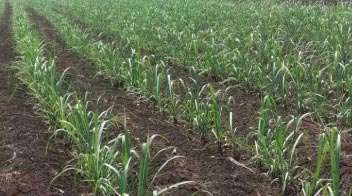 Fertilizer management in sugarcane crop
