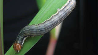 गेहूं की फसल में सैनिक कीट का हमला