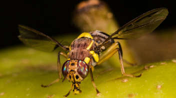 Management of fruit fly in mango orchards!_x000D_
 _x000D_
_x000D_
