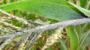 Aphids in summer maize