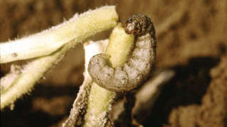 Management of Potato Cutworm