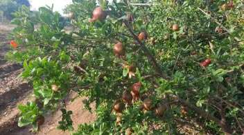 For proper growth and development of pomogranate fruits