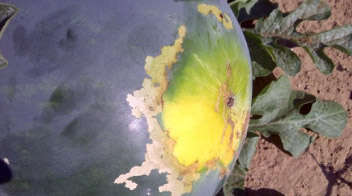 Damage caused by caterpillar in water melon