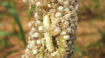 Bajra ear head caterpillar