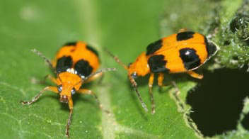 Red & black pumpkin beetles damaging to bottle guard: