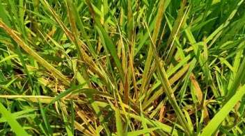 Blast infection in paddy crop