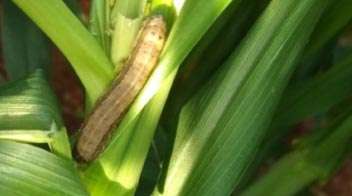 Control of armyworm in maize grown organically