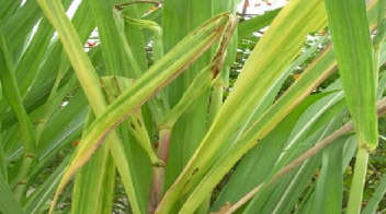  गन्ने की फसल में पोका बोईंग रोग का प्रकोप, कृषि विशेषज्ञों ने किसान को ये दवा अपनाने की दी सलाह !