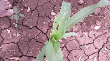 Outbreak of larva in maize