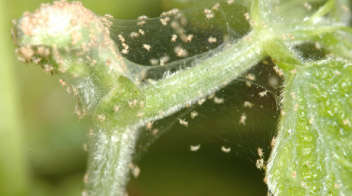 Mites infestation in summer brinjal
