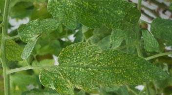 Infection and control of red and yellow Mites pests in different crops