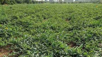 Appropriate nutrient management to increase flowering of watermelon crop