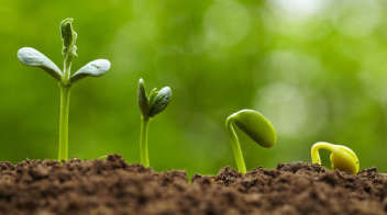 सोयाबीन बीज का अंकुरण न होने पर दोबारा बुवाई!