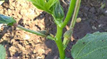 Fungal infection in okra crop