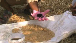 Treatment of Wheat Seeds to Prevent Termites