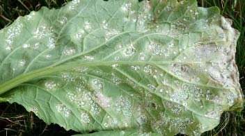 Preventive measure of white rust in mustard