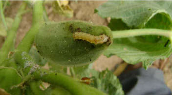 Which insecticide will you spray for okra fruit borer?