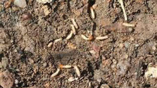 Follow this treatment for termites before sowing wheat
