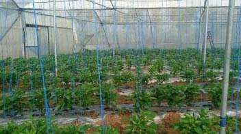 Vigorous growth of capsicum crop