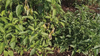 Dieback Disease Infestation in Chilli Crop