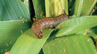 Fall armyworm in winter maize crop