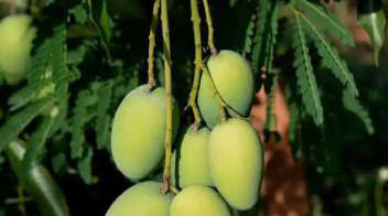 Healthy and attractive mango crop