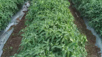 For more flowering in pepper crop!
