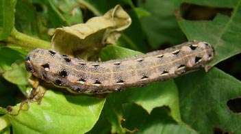 Nature of Damage & Control of Leaf Eating Caterpillar in Summer Groundnut