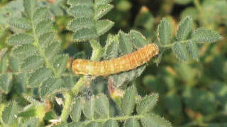Chickpea pod borer