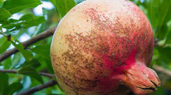 Thrips damage in pomegranate