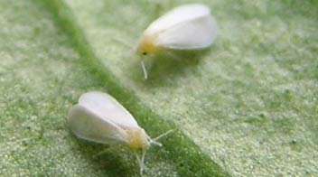 Prevention of Sugarcane Whitefly