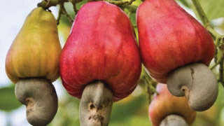 मध्य प्रदेश में काजू की खेती