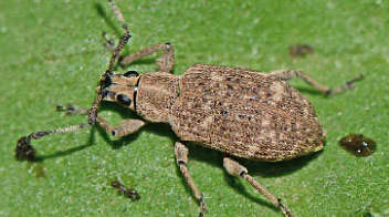 Ash weevil also in soybean!!!!!!