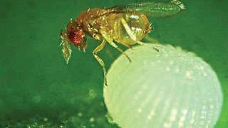 Trichogramma - an egg-parasitioid eco-friendly pest