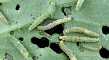 Which insecticide will you prefer for diamond back moth in cabbage?