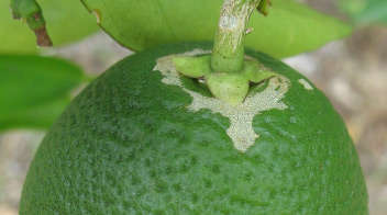 Know the damage caused by thrips in citrus and orange fruit crops