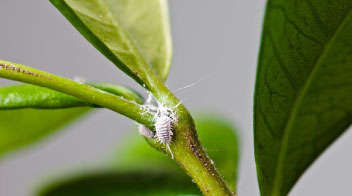 Know this insect pest damaging jasmine flower crop