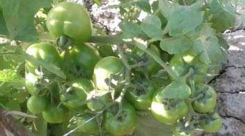 स्वस्थ और आकर्षक टमाटर की फसल