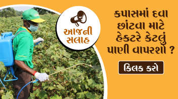 How much quantity of water will you use in one hectare (4 bigha) in cotton for spray?