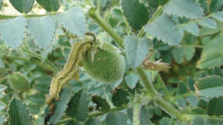 Management of Pod Borer in Chickpea (IPM)